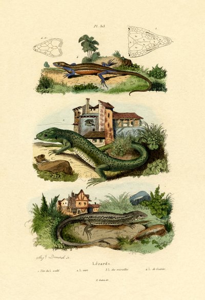 Grøn øgle, 1833-39 af French School